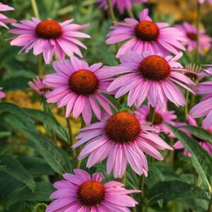 Echinacea